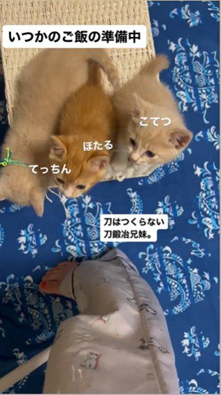 人の足元で鳴いている3匹の子猫