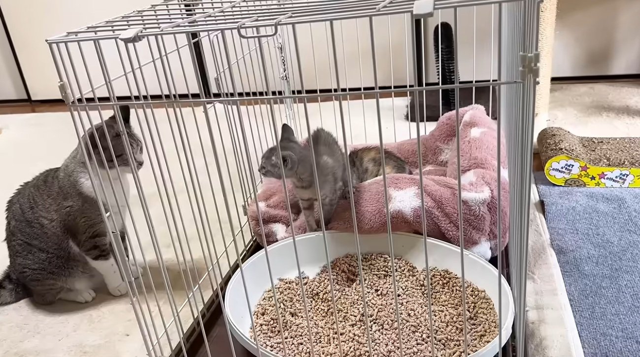 ケージの中の威嚇をする子猫を見ている大人猫