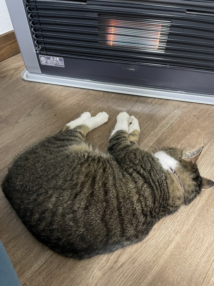 丸くなってヒーターにあたる猫