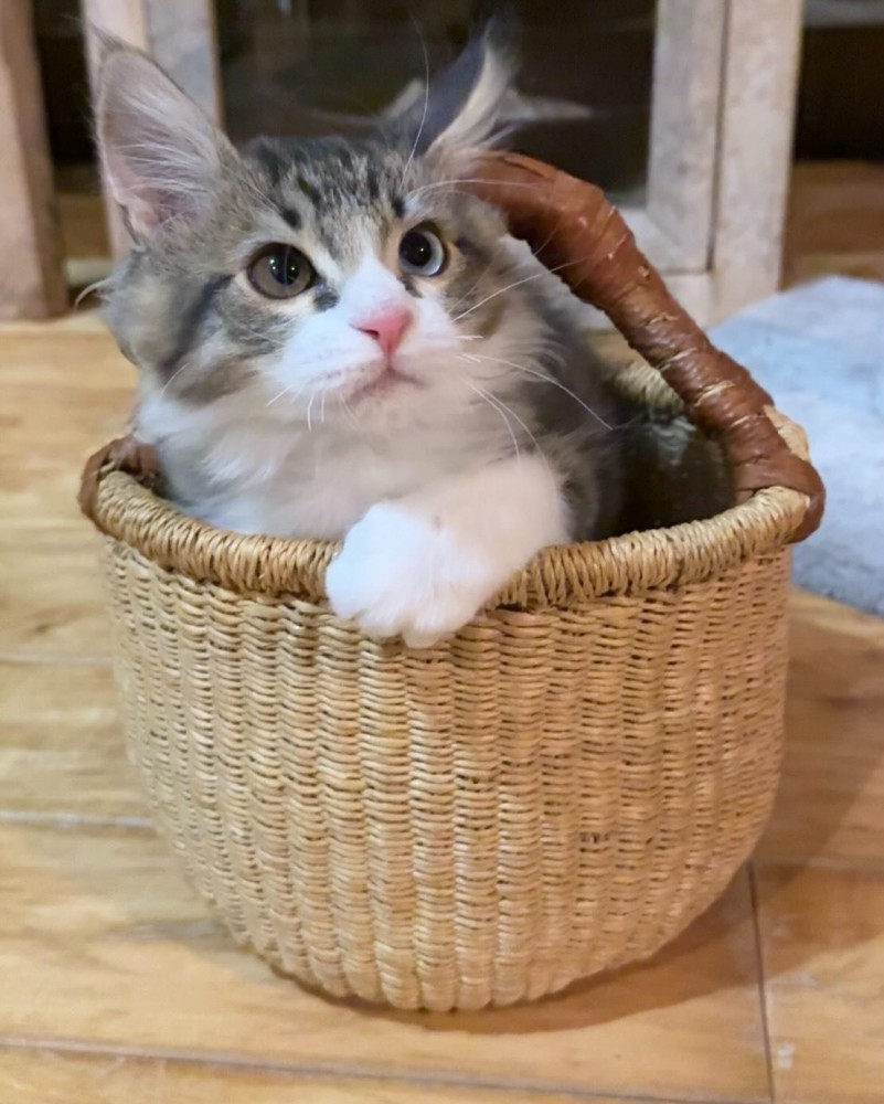 カゴに入った猫