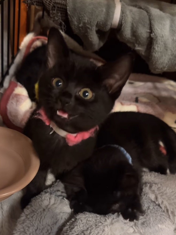 小さな声で短く鳴き声を発するピンクの首輪を着けた子猫