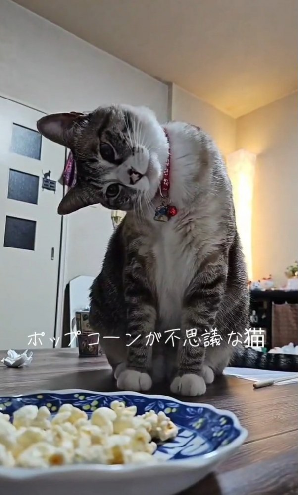 初めてみるねこ