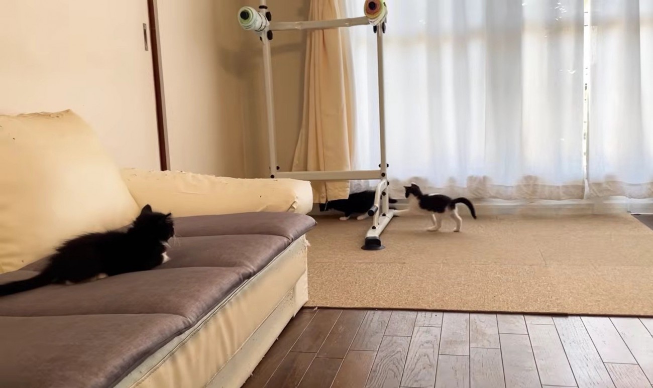 遊んでいる2匹の子猫とソファの上にいる1匹の子猫