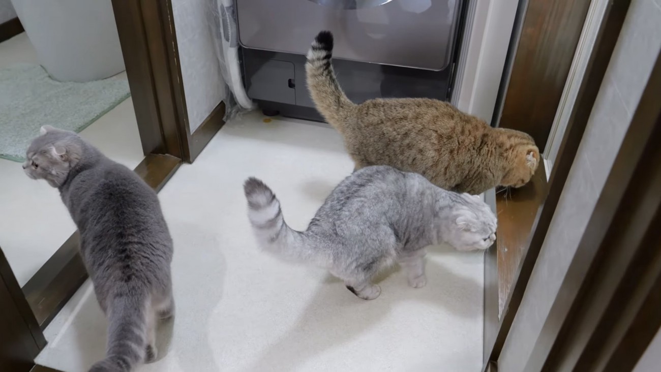 3匹の猫の写真
