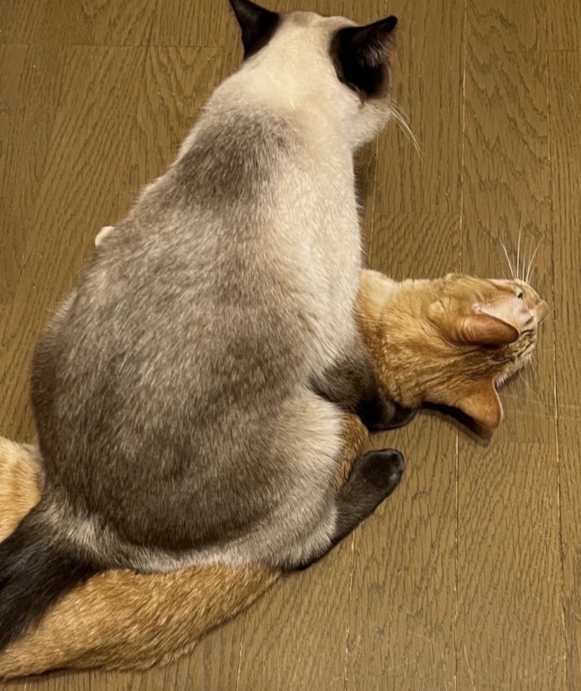 シャム柄の猫に乗られる茶トラ猫