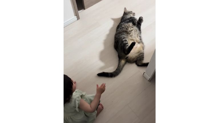 室内にいる猫と女の子