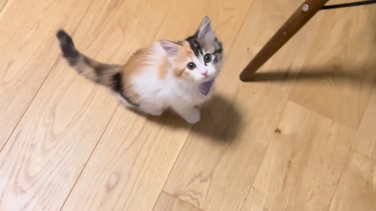 見上げるうなぎちゃん