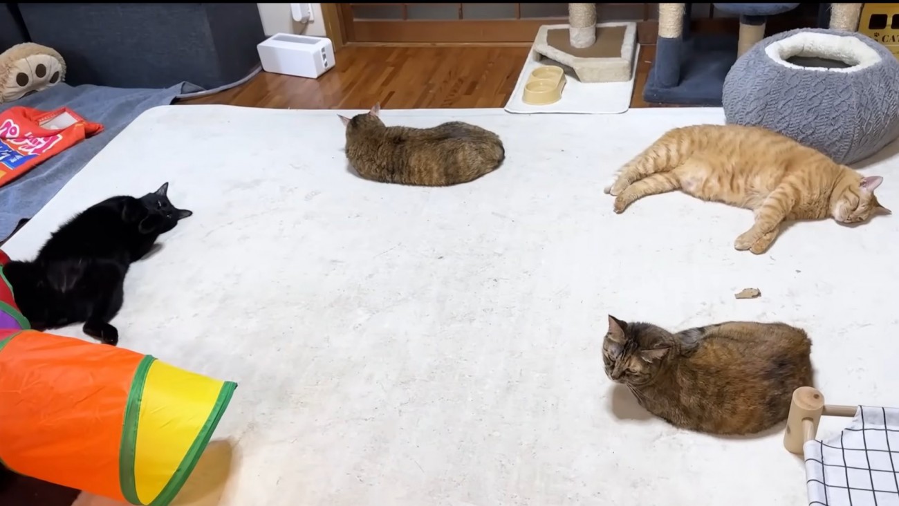 ホットカーペットに寝転ぶ4匹の猫