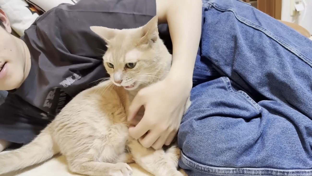 胸をなでられている猫