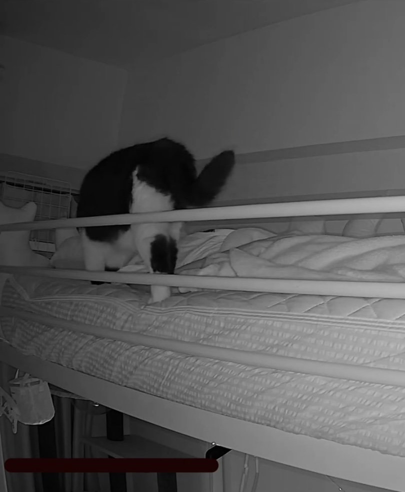 飼い主に近づく猫