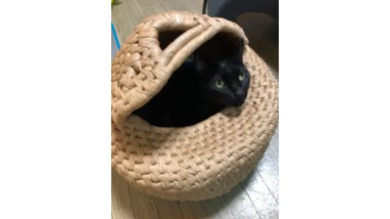 ちぐらに入る猫