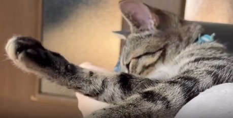 足に顔をうずめる子猫