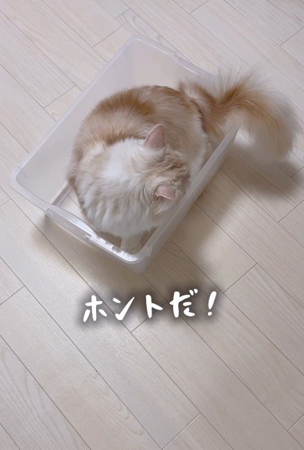 ケースに入る猫