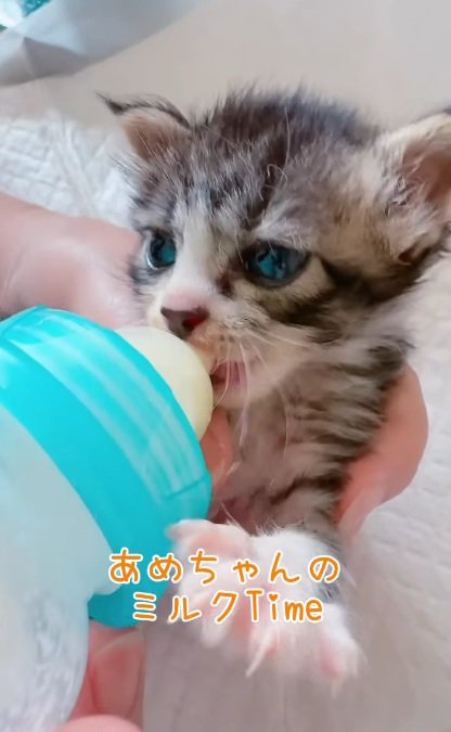 ミルクを飲んでいる子猫