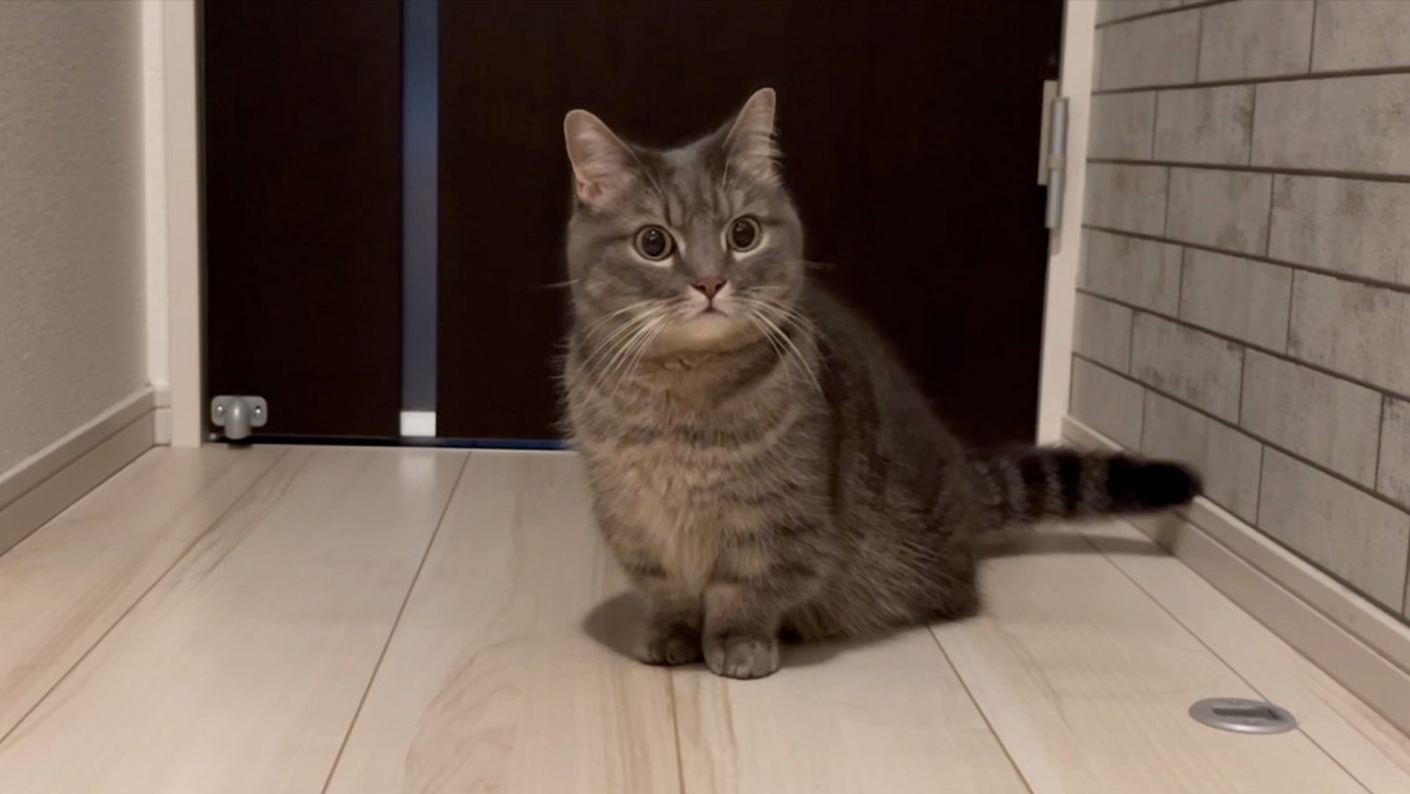 不安そうな猫