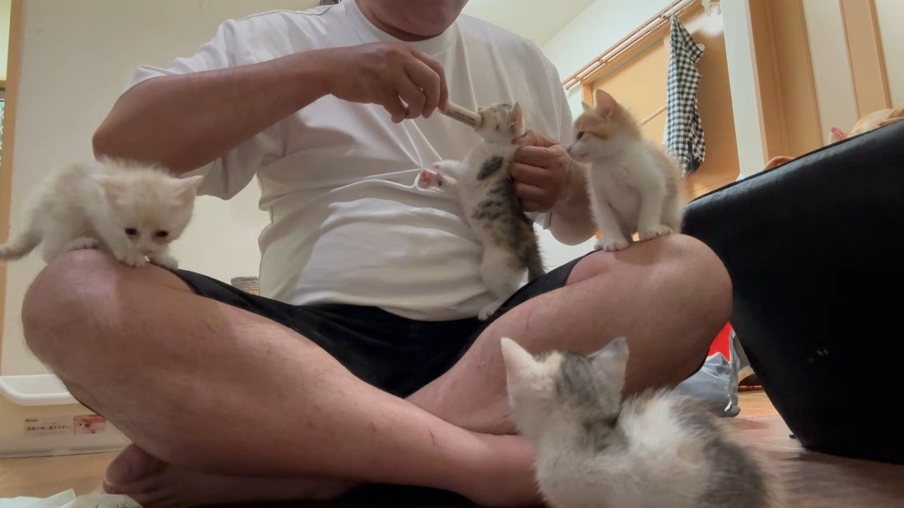 立ち上がってシリンジをくわえる子猫と、飼い主さんの足の上と床に座る子猫たち