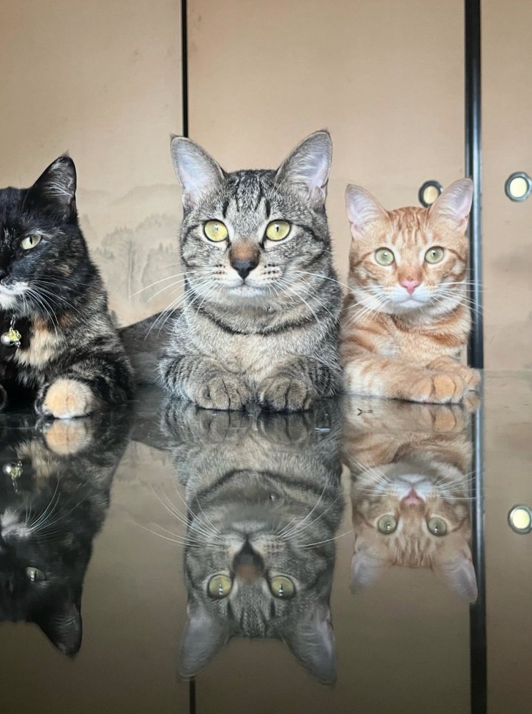 机でくつろぐ3匹の猫