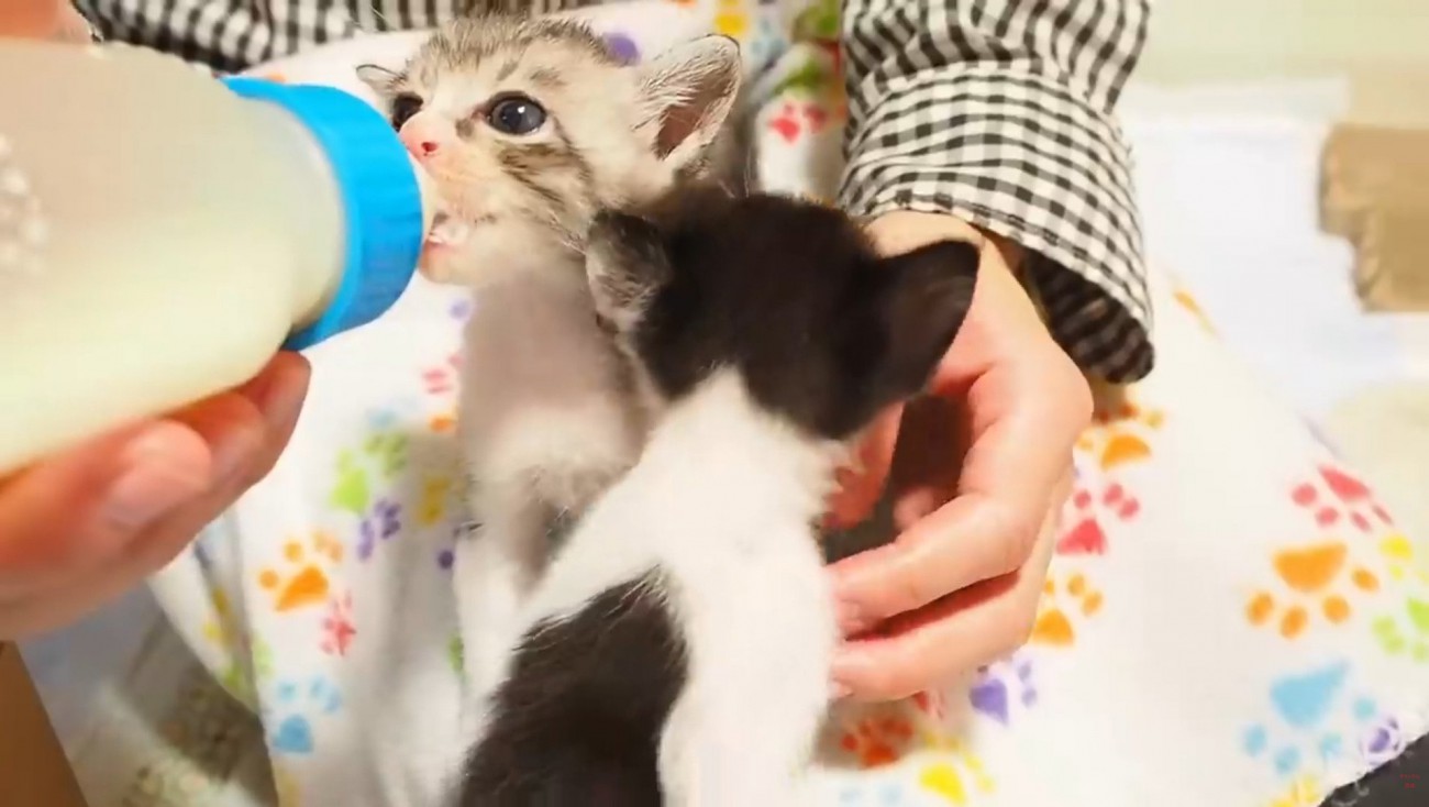哺乳瓶でミルクを飲ませてもらう子猫