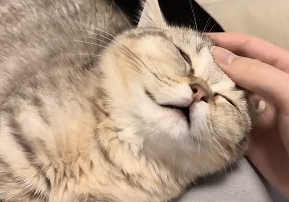 撫でられている猫の写真3