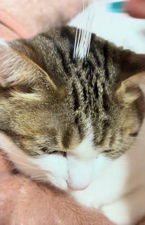 頭頂部に複数の髭を刺されている猫