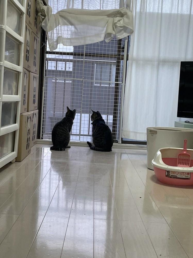 窓から外を眺める2匹の猫
