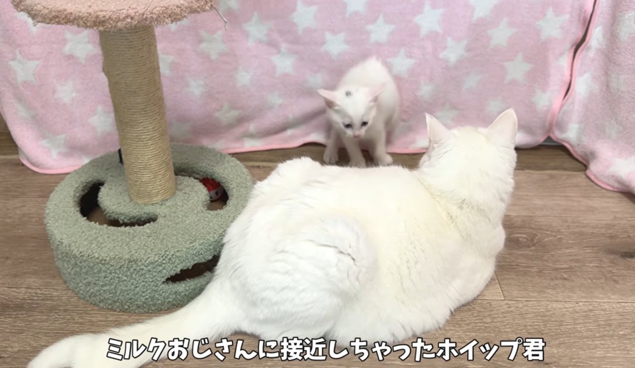 成猫に警戒して毛を逆立てる子猫