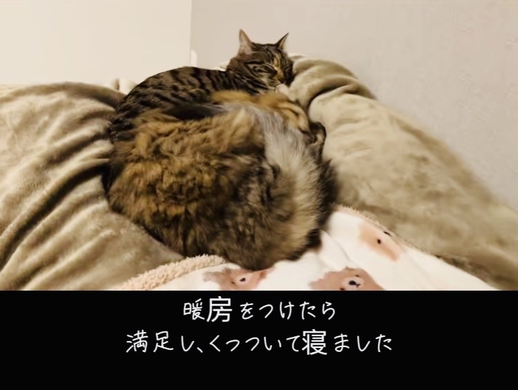 ベッドの上で寝る2匹のキジトラ猫