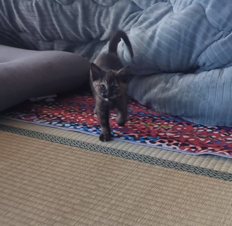 飼い主のほうに歩いてくる子猫