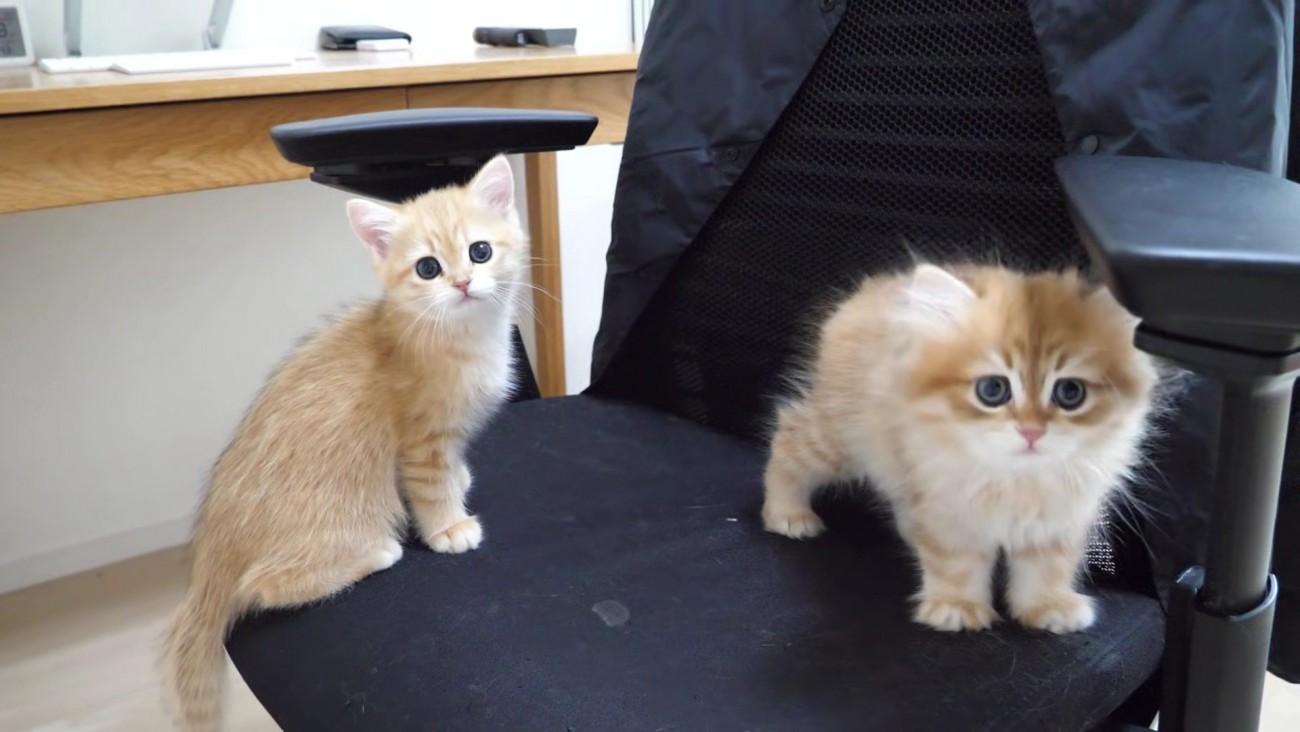 オフィスチェアの上でこちらを見つめる2匹