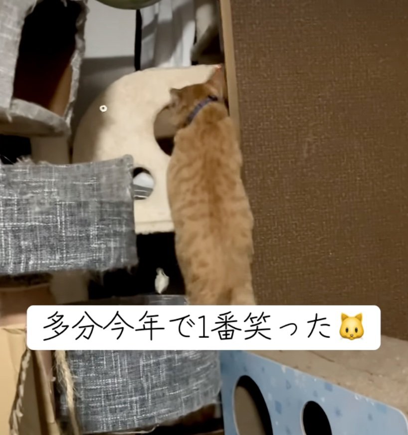 諦めた猫