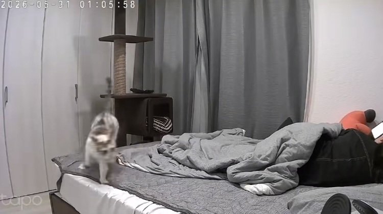飼い主がくつろぐベッドの上を駆ける猫