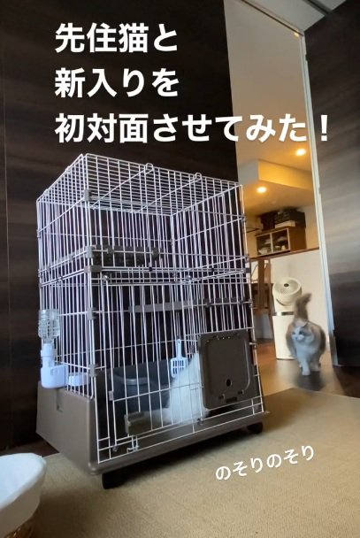 ケージに入っている猫とケージに入っている猫を見ている猫