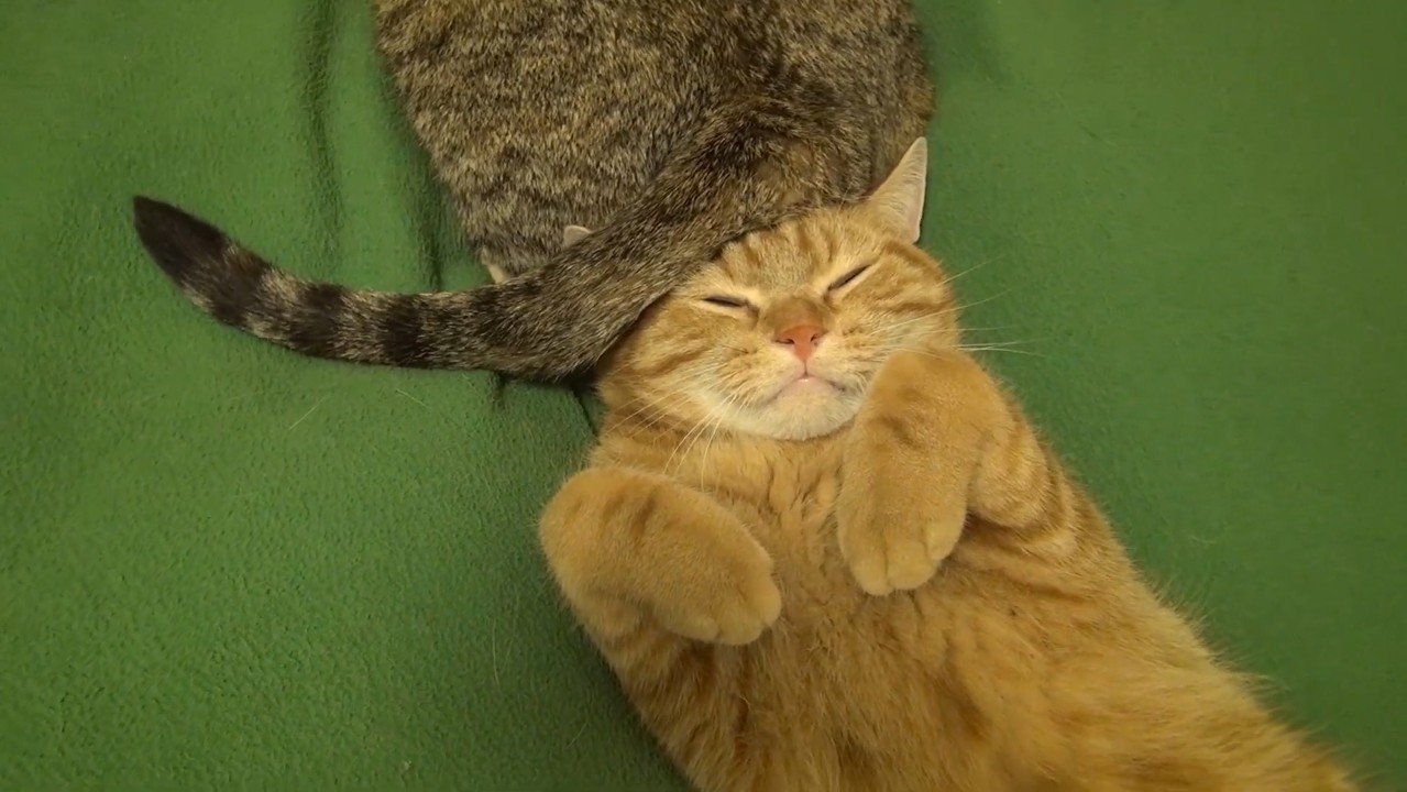 頭の上に尻尾