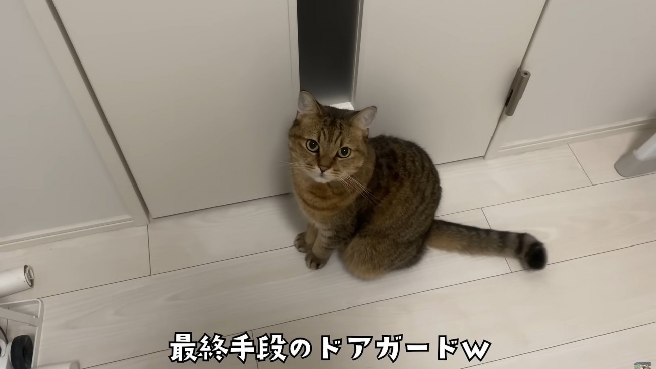 ドアの前に座り込んで飼い主を見上げる猫