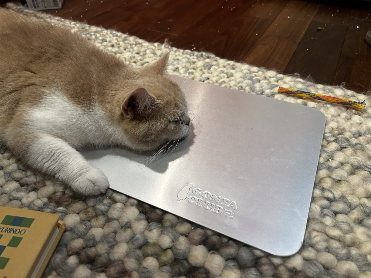 うつ伏せの猫