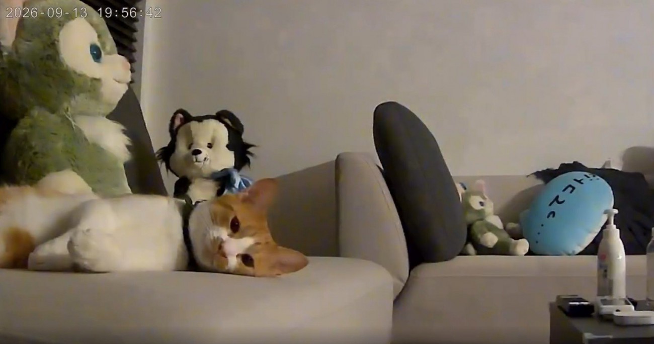 寝そべっている猫