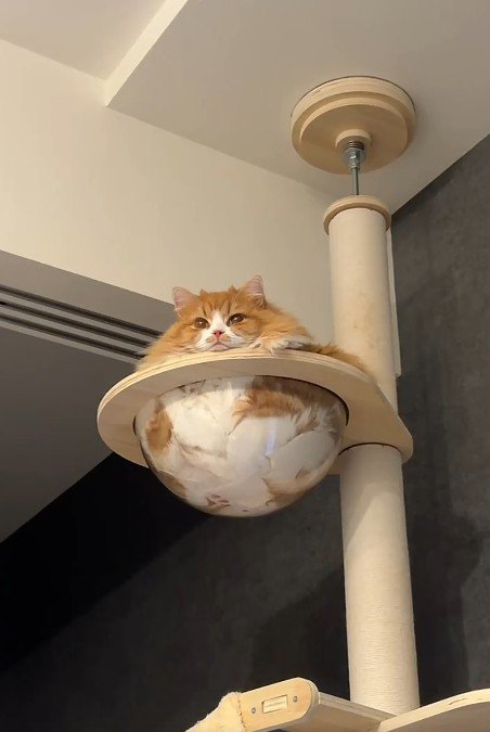 クリアボウルに入る猫