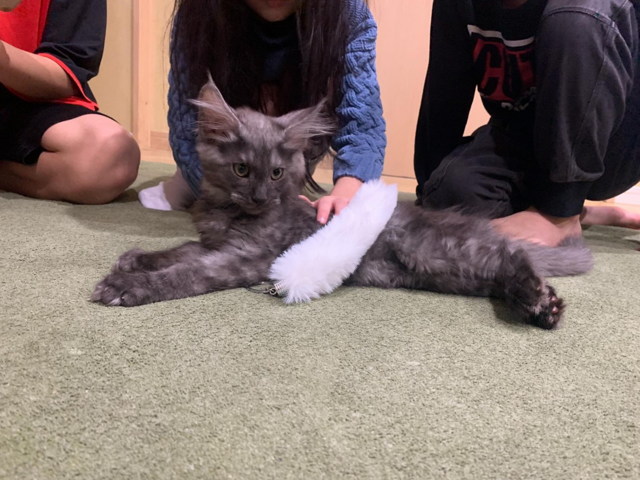 子どもに囲まれる子猫