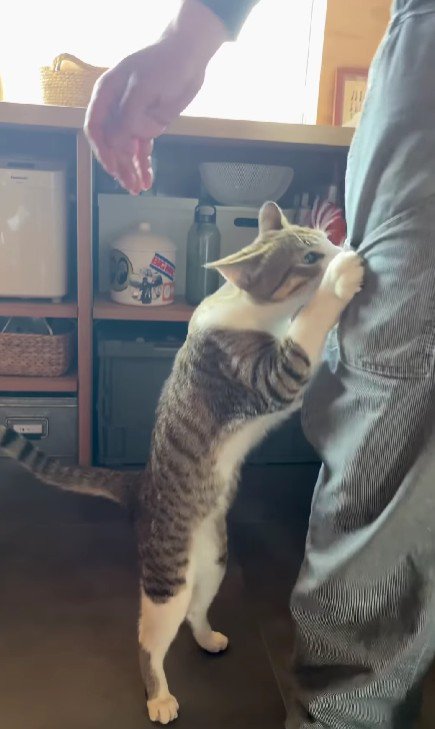 飼い主の脚にしがみつく猫