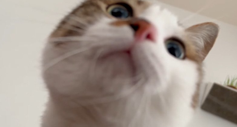 顔を近づける猫