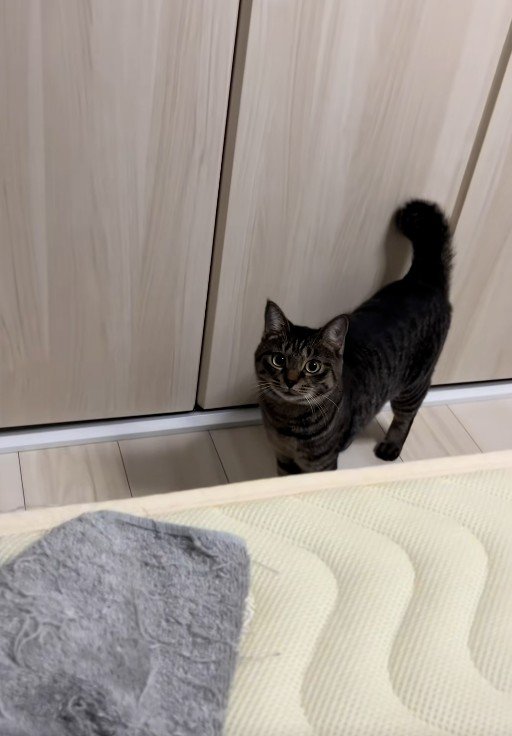 人を見ている猫