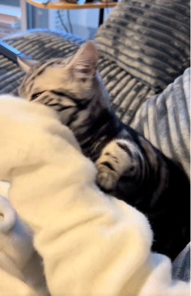 人の腕に抱き着いている猫