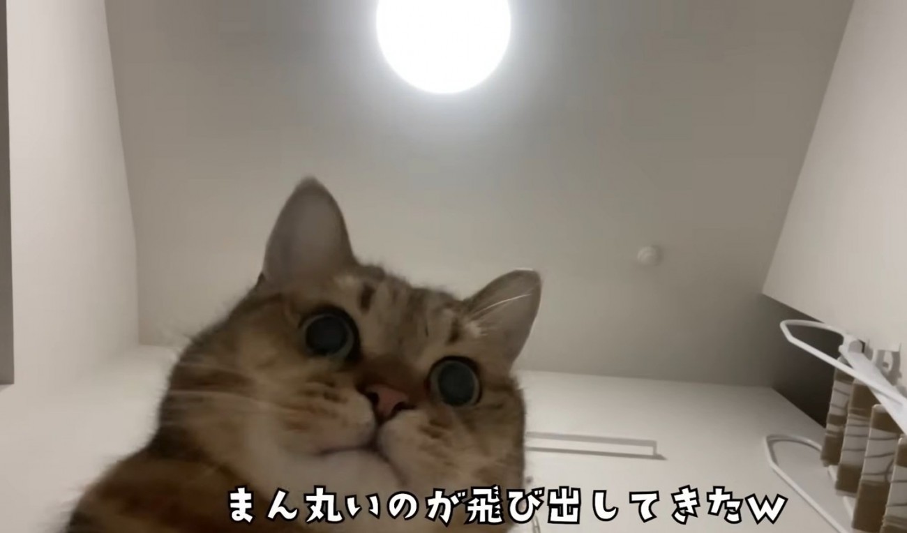 カメラ目線の猫