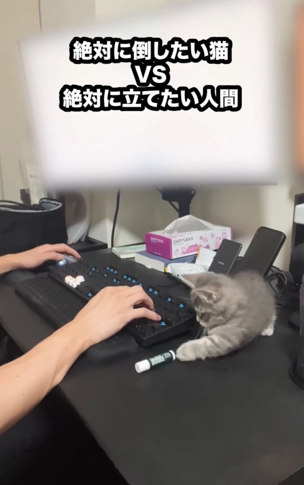 リップクリームを倒す子猫
