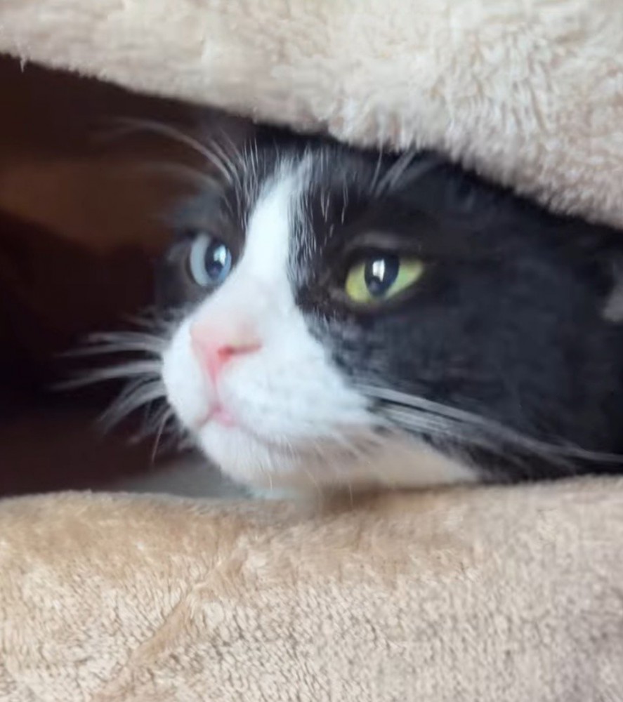 毛布の外を見つめる猫