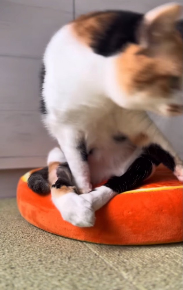 立ち上がる猫の後ろ足