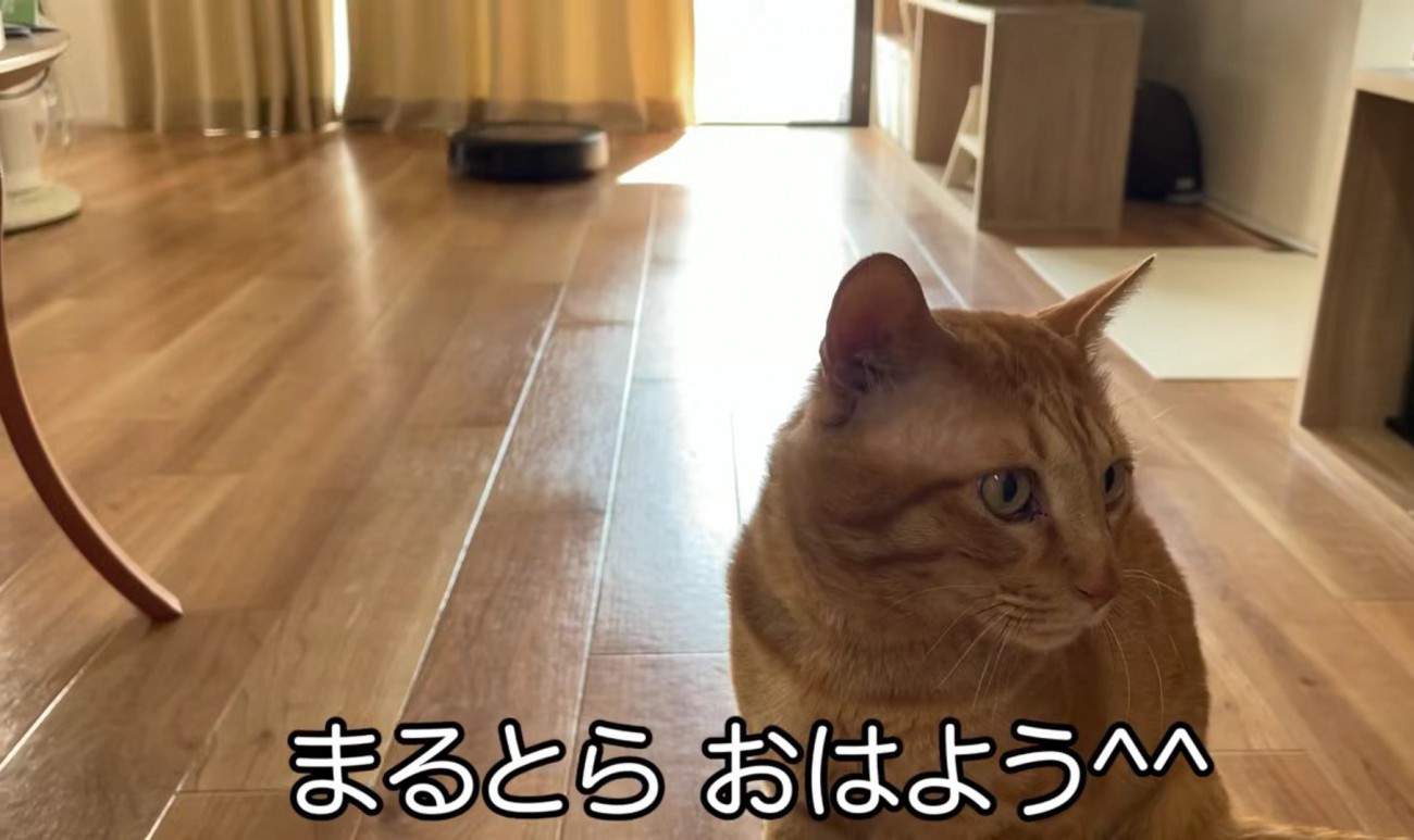 茶トラ猫の後ろにお掃除ロボットが動いている様子