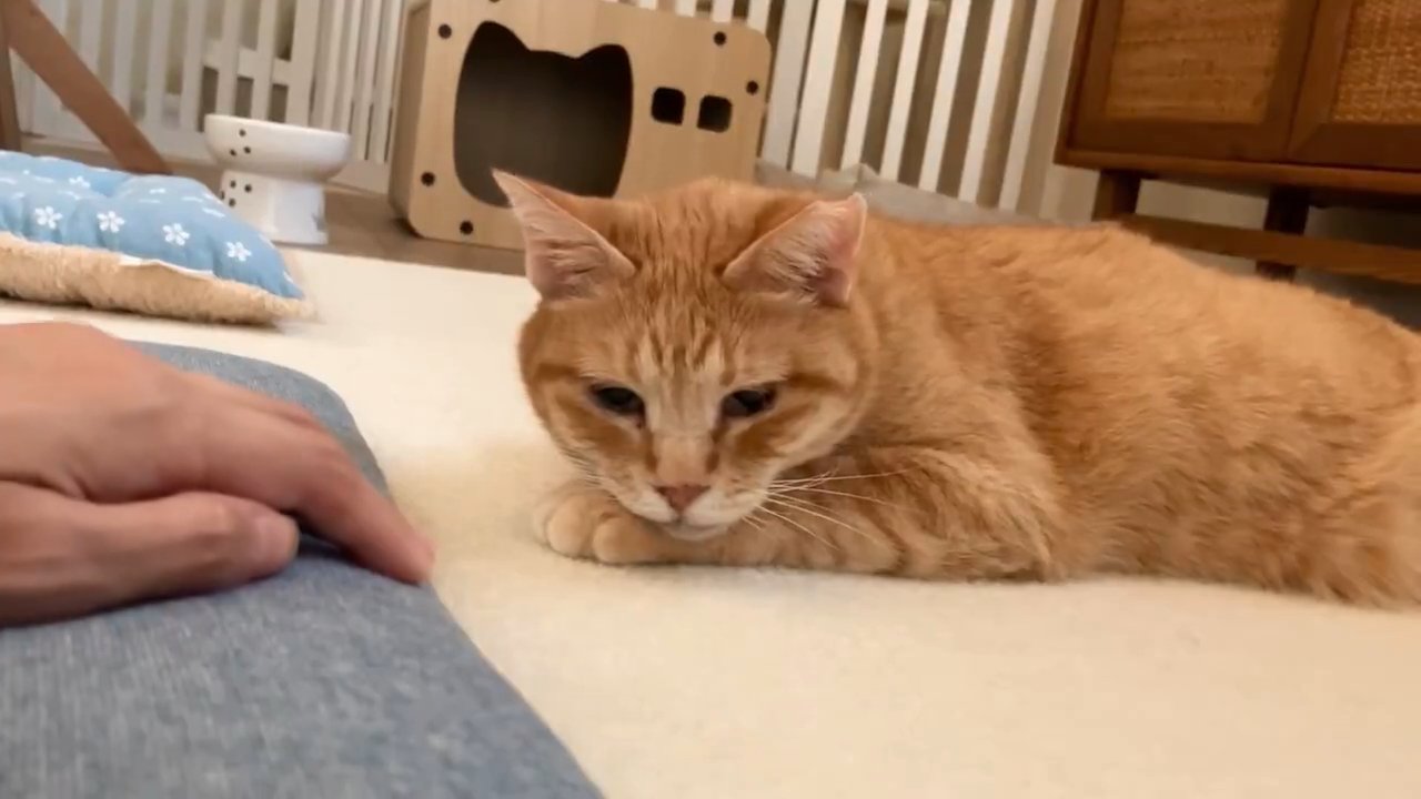 横になる猫