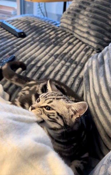 人の腕を噛んでいる猫