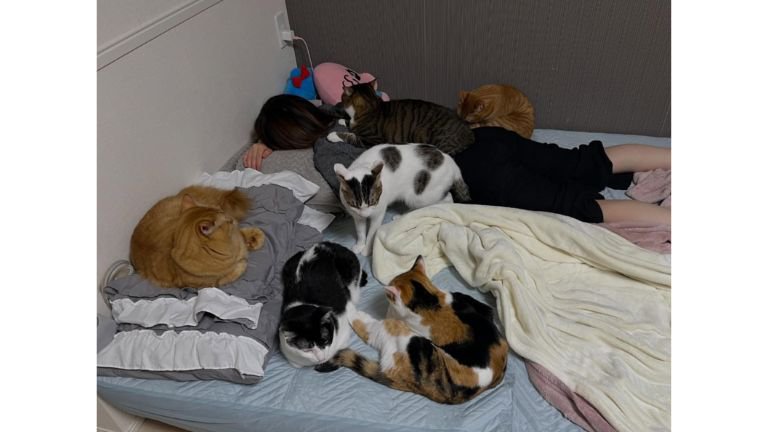 室内にいる猫たち